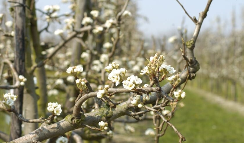 Bloesemwandeltochten in en om Krabbendijke
