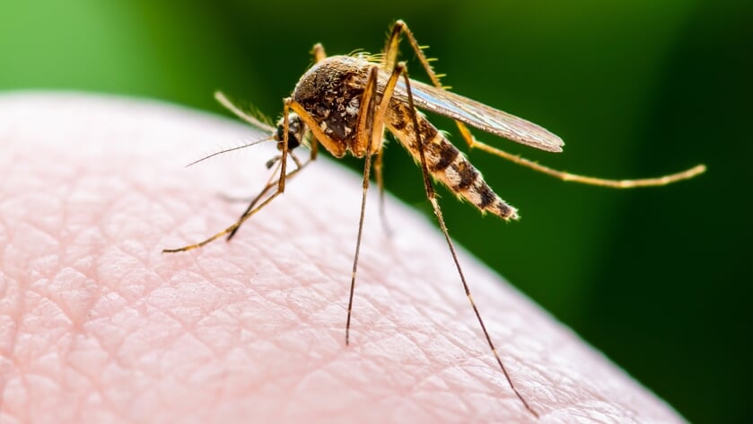 Weerbericht Tholen: 'Muggenoverlast gaat flink toenemen'