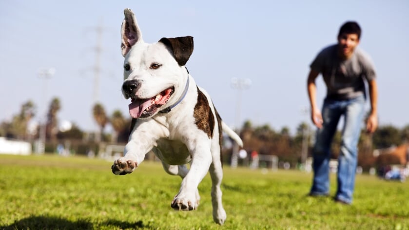 Langgekoesterde wens in vervulling: Honden mogen los op veldje Heinkenszand