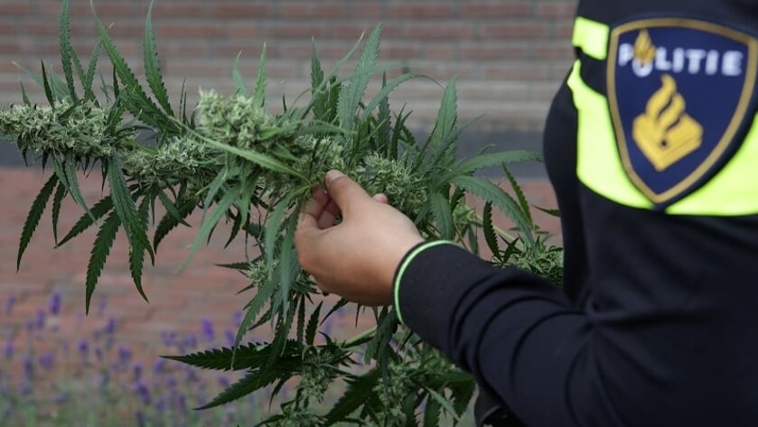 Politie ontmanteld hennepkwekerij met 141 planten in Oud-Vossenmeer