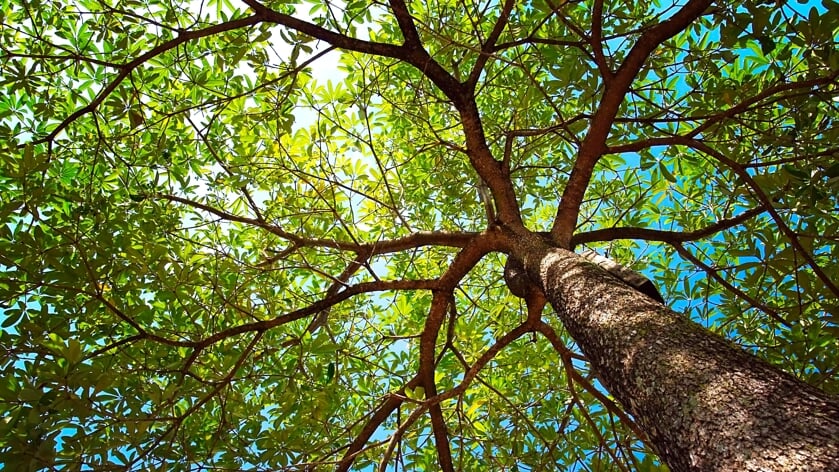 Goese ondernemersvereniging daagt uit: 'Schrijf gedicht over bomen en natuur'