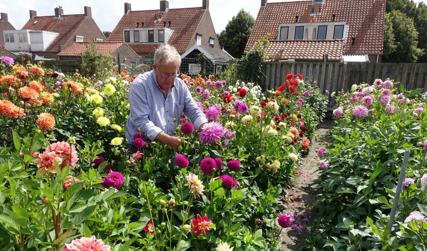 Dahliatuin Heinkenszand weer geopend voor het publiek