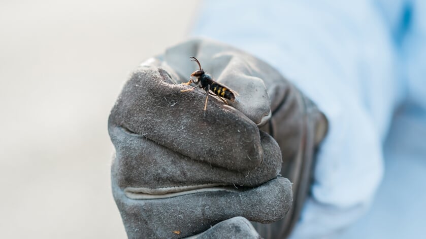 Steeds meer Aziatische hoornaars in Zeeland: schadelijk voor andere insecten