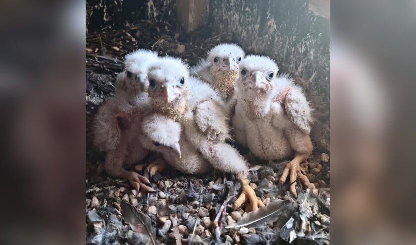 Bijzonder: slechtvalken broeden vijf eieren uit op Lange Jan in Middelburg