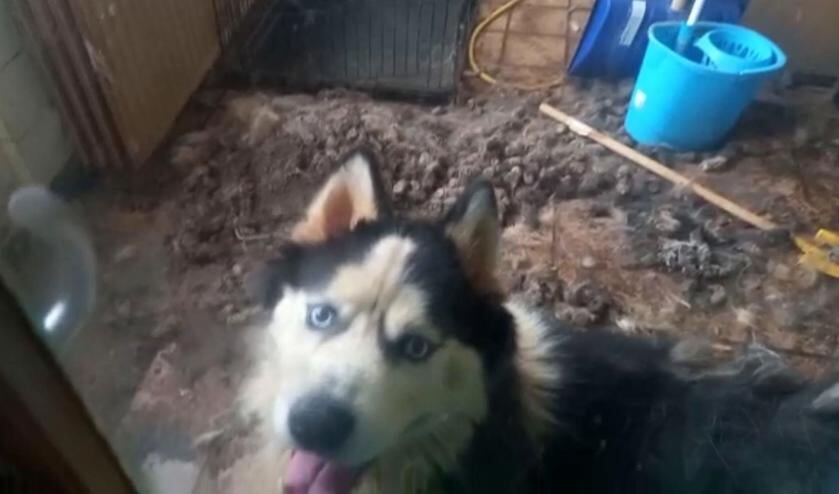 Verwaarloosde poolhond verblijft tijdenlang in eigen uitwerpselen
