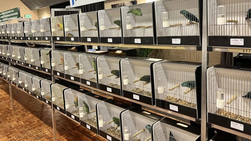 Vogelvreugd Tholen houdt nieuwe tentoonstelling met 650 vogels