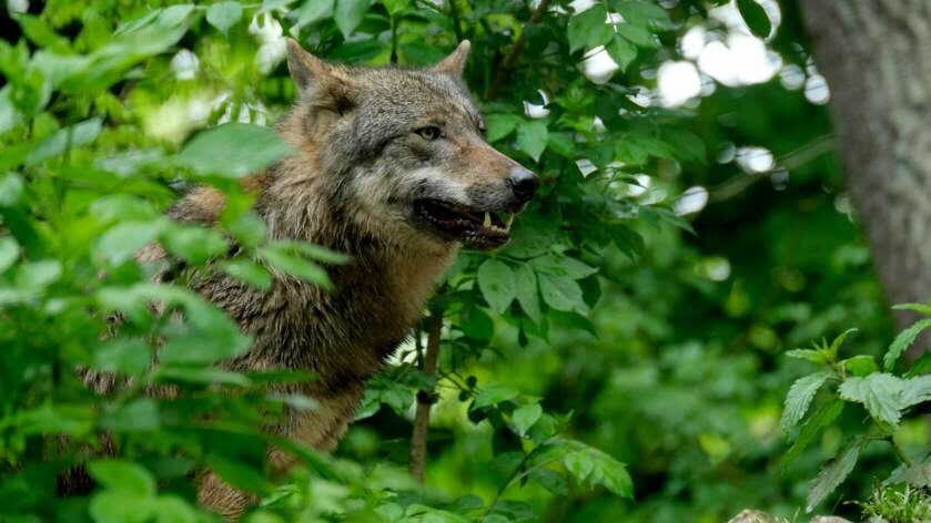 'Elke hoefdierhouder 20.000 euro om hun dieren te beschermen tegen wolven'