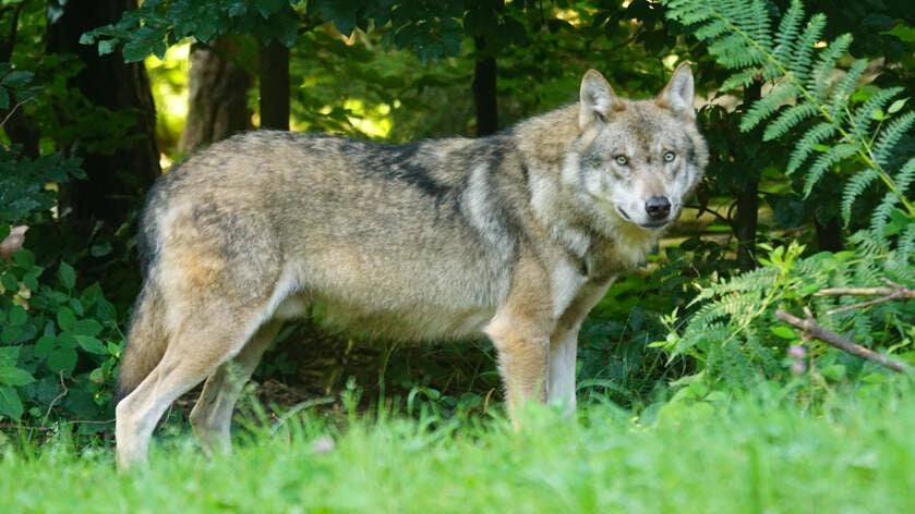 Provincie Zeeland zegt 'ja' tegen wolfwerende maatregelen