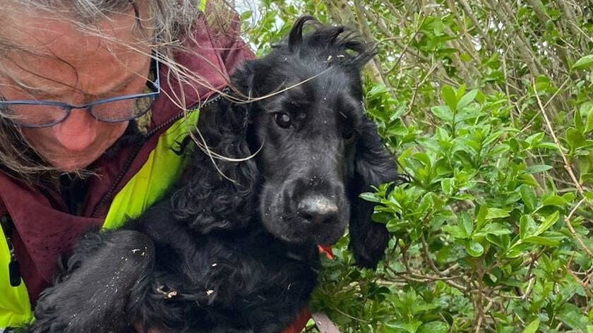 Vermiste hond Millie werd twee keer aangereden in Scherpenisse