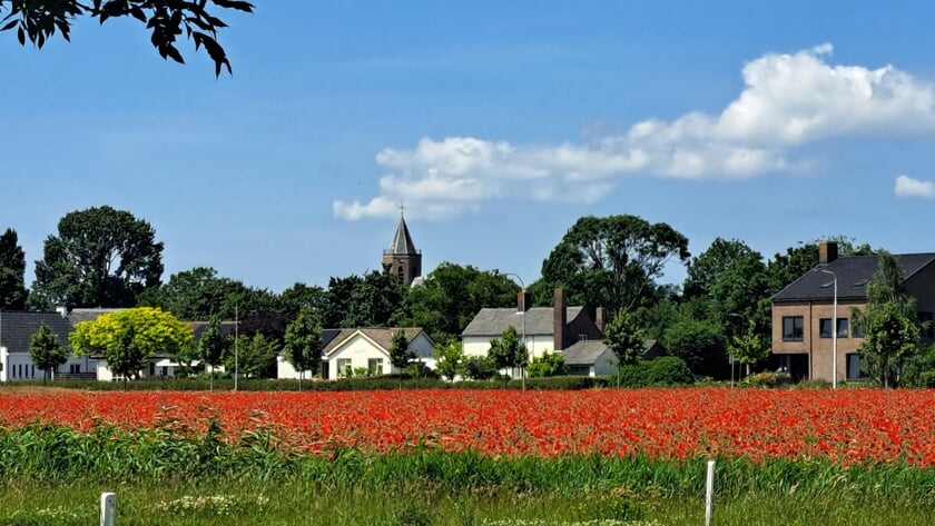 Thoolse lezersfoto van de week: ‘Klaprozen aan zuidkant van Poortvliet’