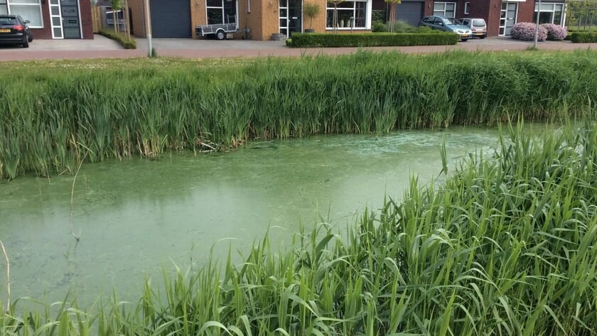 Waterschap waarschuwt voor blauwalg in stilstaande wateren