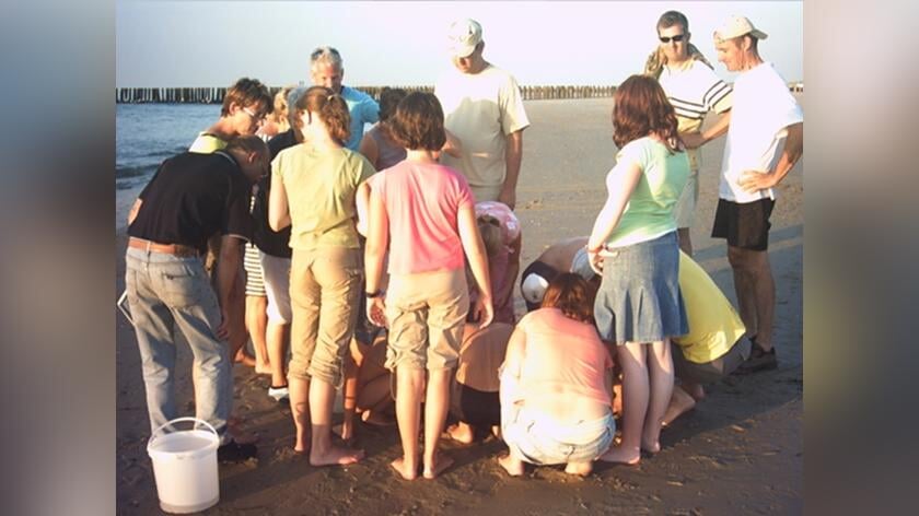 De groene strandjutter
