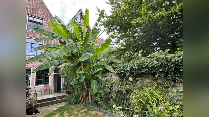 Lezersfoto van de week: ‘Middelburg Bananenstad’