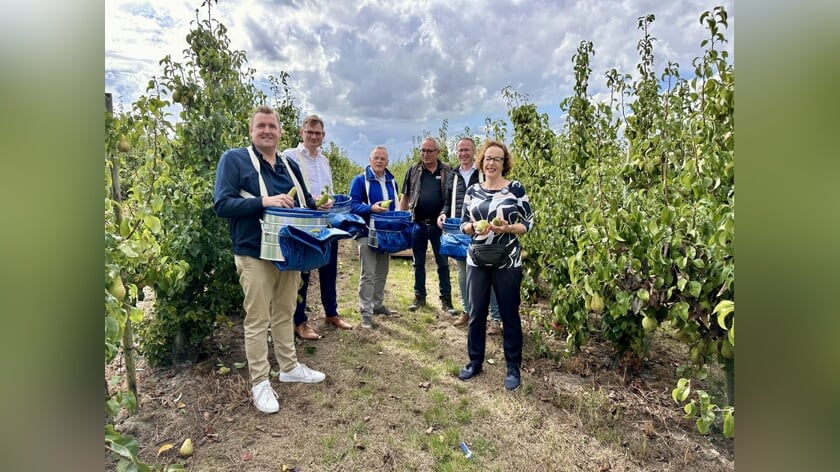 Burgemeesters openen fruitpluk bij jubilerende perenteler Zandee
