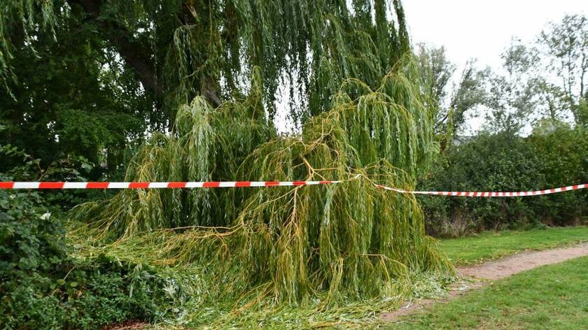 Grote tak afgebroken bij wandelpad Lekvijver Oost-Souburg
