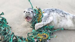 Opvangcentra werken samen voor verstrikte zeehonden