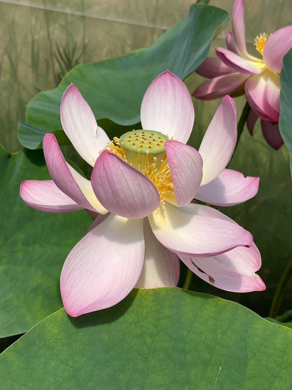 lotus bloem