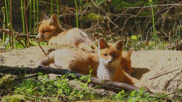 Natuur speelt een belangrijk rol in de docu.