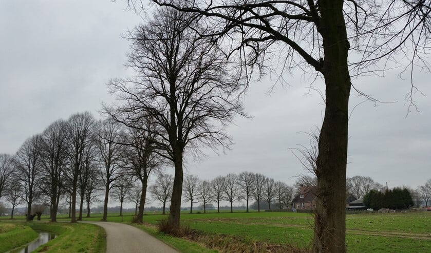 Bomen aan de Rabelinkstraat dreigen grotendeels te verdwijnen. Foto: Martin Pragt