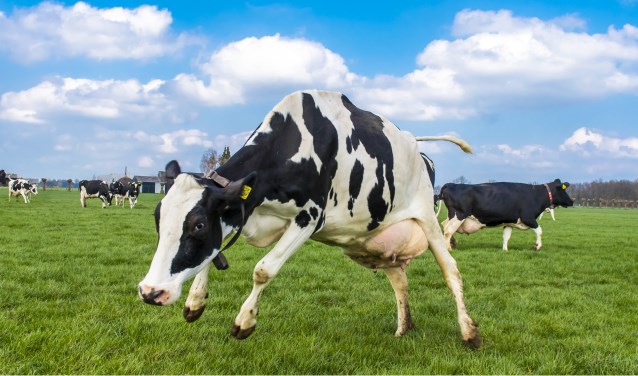 Kroezenhoekse Koeiendans | Gelderse Post Oude IJsselstreek