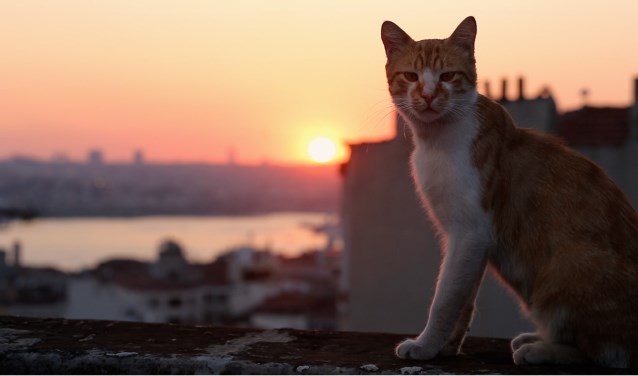 De documentaire Kedi zit vol hartveroverende verhalen. Foto: PR