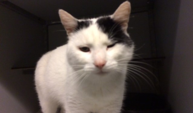 De gevonden kat. Foto: PR