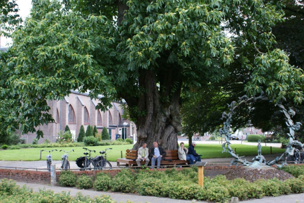 De kastanjeboom in Beltrum. Foto: Roy Nijman
