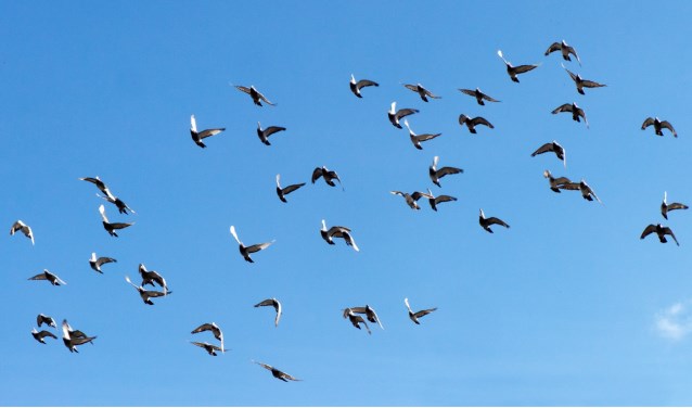 De duiven zijn begonnen aan hun terugreis. Foto: Robert Borneman