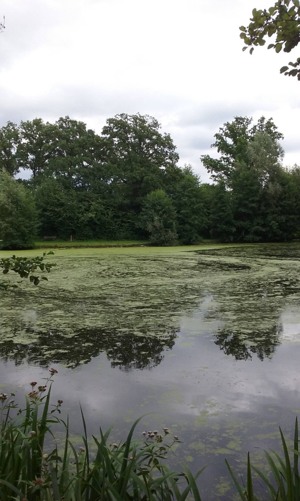 De Biezenplas. Foto: PR
