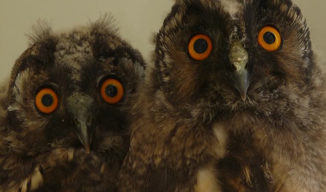 Ook ransuiltjes werden opgevangen. Foto: PR