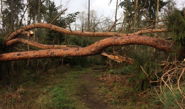 De storm heeft huisgehouden in de Achterhoekse natuurgebieden van Natuurmonumenten. Foto: Natuurmonumenten/J. Pelgrum