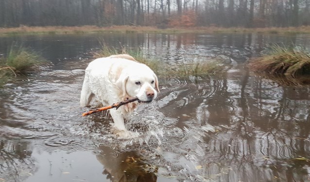 Het heideveldje staat grotendeels onder water. Foto: Burry van den Brink