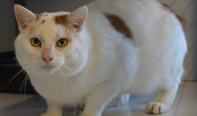 Van wie is deze kat? Foto: PR