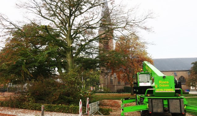 De te kappen monumentale beukenboom in Beltrum. Foto: Theo Huijskes