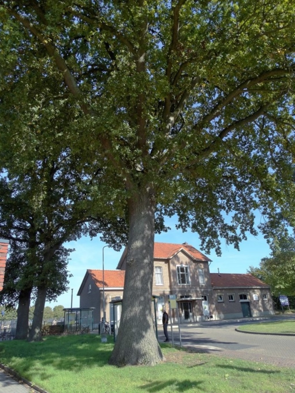 De dikste eik bij het station van Vorden wordt bij het Landelijk Register van Monumentale Bomen aangemeld. Foto: Gerlinde Bulten