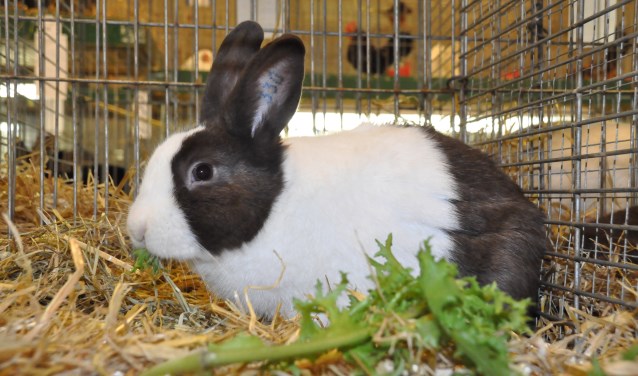 Door de leden van PKV, waaronder enkele jeugdleden, zijn ongeveer tweehonderd dieren ingeschreven. Foto: PR