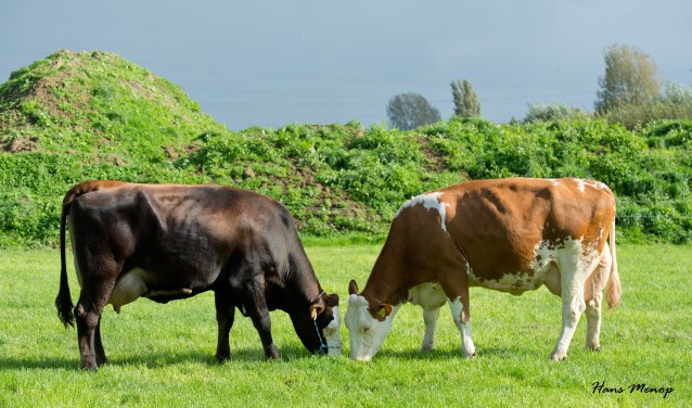 Open dag bij melkveebedrijf Mts. Janssen. Foto: Hans Menop