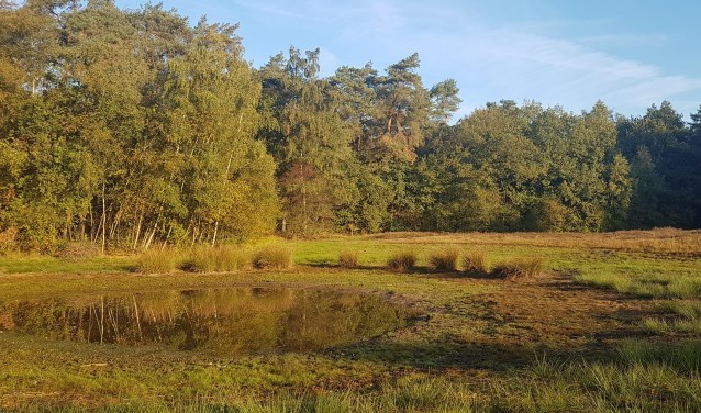 Het waterpeil in het vennetje illustreert de droogte. Foto: Burry van den Brink
