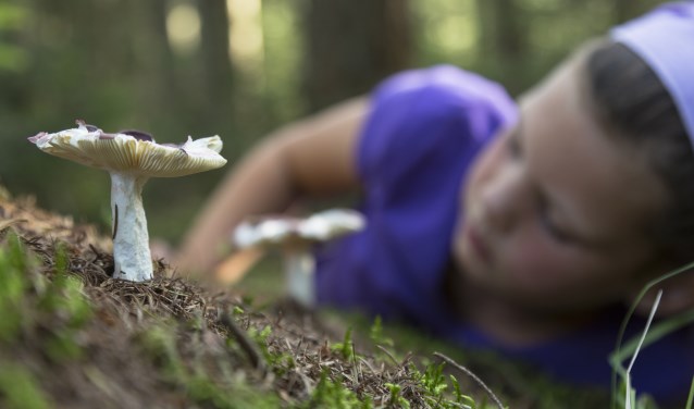 Op ontdekkingsreis in de wereld van de paddenstoelen. Foto: Natuurmonumenten - Andries de la Lande Cremer