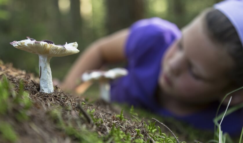 Op ontdekkingsreis in de wereld van de paddenstoelen. Foto: Natuurmonumenten - Andries de la Lande Cremer