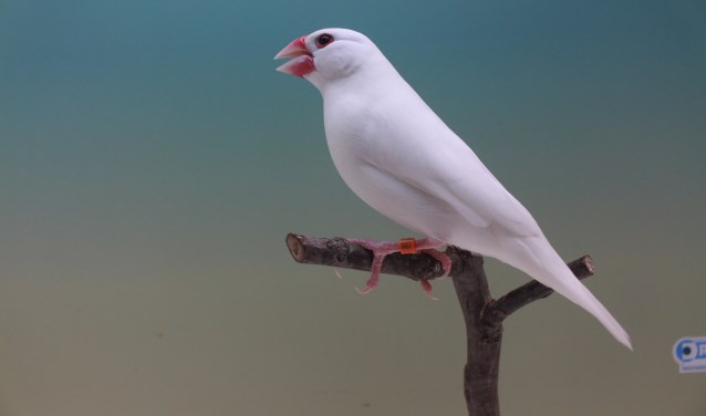 Witte Rijstvogel van Jan Berendsen. Foto: Robert Ellenkamp