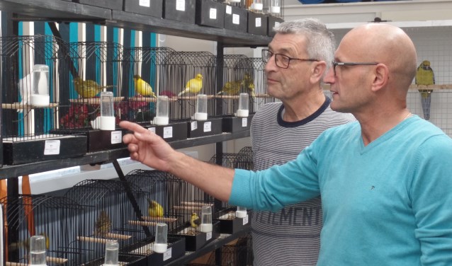 Henk Haakmeester en Hein Blikman (r) bekijken de ingebrachte vogels. Foto: Jan Hendriksen,