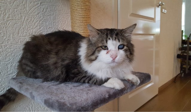 Wie heeft kater Kitty gezien?