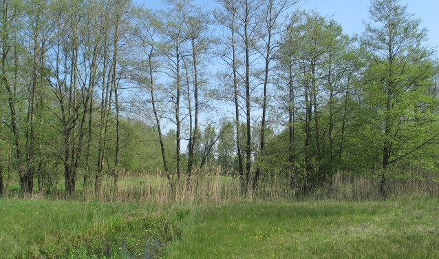 Het Aaltense Goor mag natter worden. Foto: Bernhard Harfsterkamp