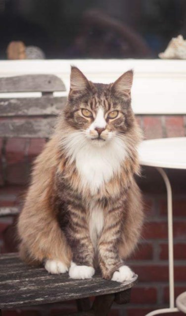 Dobby wordt vermist in de Iepenstraat. Foto: PR