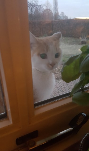 Het gevonden katje. Foto: PR