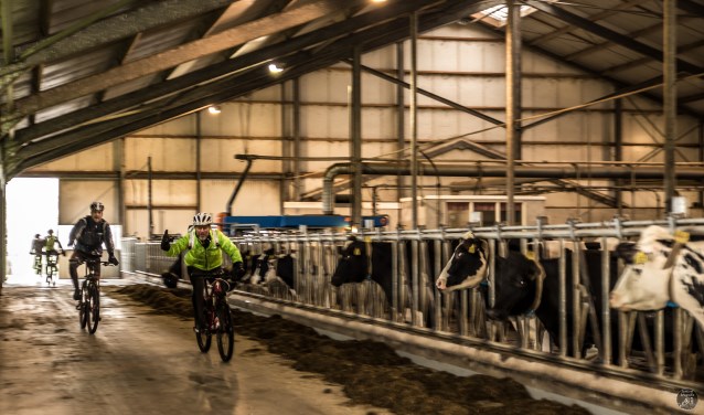 Dwars deur de stal. Foto: Henk ter Horst