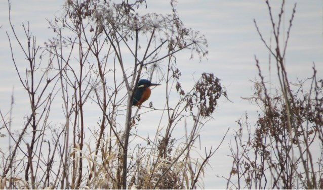 Met een beetje geluk laat ook de IJsvogel zich zien. Foto: PR