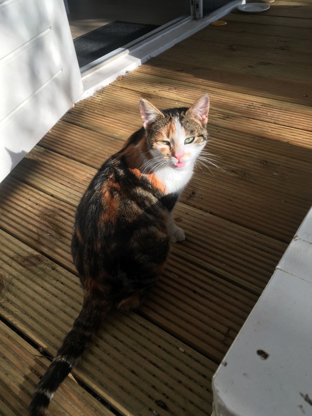 Poes Muis. Foto: PR