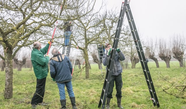 Snoeien van hoogstamfruit is belangrijk voor het behoud van de boomgaarden. Foto: PR